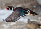 Wood Duck
