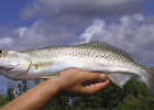 Spotted Seatrout