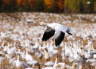Snow Goose