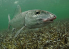 Bonefish