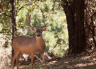 Blacktail Deer