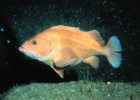 Yelloweye Rockfish