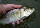 American Shad