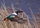 Northern Shoveler