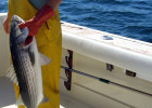 Striped Bass (Rockfish)