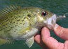 Rock Bass