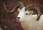 Dall Sheep