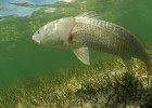 Red Drum (Redfish)