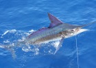 Striped Marlin