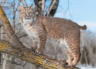 Bobcat