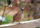 Quail