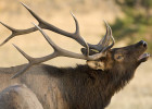 Elk