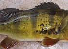Peacock Bass (Butterfly Bass)