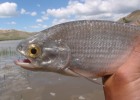 Goldeye