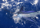 White Marlin