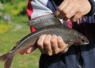 Arctic Grayling