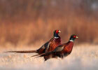 Pheasant