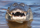 Alligator
