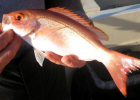 Vermilion Snapper