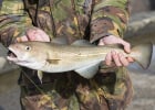 Atlantic Cod