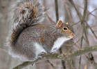 Gray Squirrel