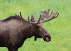 Moose