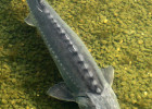 Lake Sturgeon