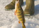 Yellow Perch