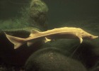 White Sturgeon