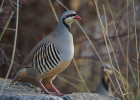 Chukar