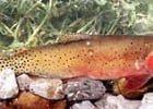 Bonneville Cutthroat