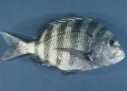 Sheepshead