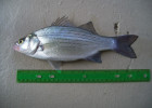 White Bass