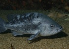 Black Rockfish