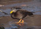 Black Duck