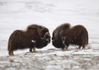 Muskox