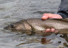 Lake Trout