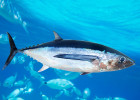 Albacore