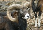 Black Hawaiian Sheep
