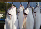 Halibut