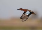 Cinnamon Teal