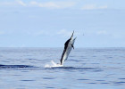 Black Marlin