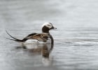 Long-Tailed Duck
