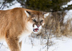 Mountain Lion/Cougar/Puma