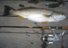 Sea Trout (Weakfish)