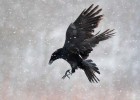 Crow