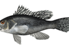 Black Sea Bass