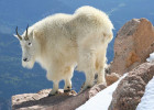 Mountain Goat