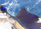 Sailfish
