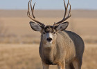 Mule Deer
